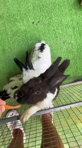 Tourist visits small animal attraction in Vietnam overnight