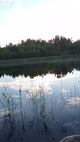 The video shows a serene natural scene of a calm lake or river at dawn or dusk. The water is still, reflecting the sky and the dense tree line that borders the opposite bank. Tall reeds or grass grow along the edge of the water in the foreground, their silhouettes stark against the shimmering surface.

The sky is a mix of pale blue and white, with scattered clouds that are catching the warm light of the rising or setting sun. The sun itself is visible behind the trees, creating a soft glow and a diffused light across the landscape. The overall mood is peaceful and tranquil, evoking a sense of quiet solitude.

There are no people or man-made objects clearly visible, emphasizing the natural beauty of the setting. The location is identified as Снопок Новый, Russia, suggesting a rural or wilderness environment. The time of day is indicated by the quality of light, likely either early morning or late evening. The weather appears calm, with no wind or rain visible. The reflection in the water is a notable detail, perfectly mirroring the sky and the trees.
