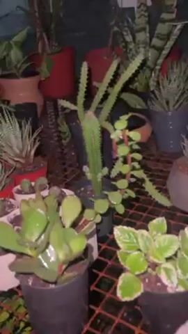 The camera pans across a collection of potted plants on a metal shelf. The plants consist of succulents and cacti of varying sizes and shapes. Some of the plants are in red, white, black, and purple pots. The background is a green mesh material. The plants have water droplets on them. The lighting appears to be dim.