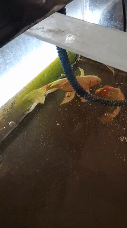 Koi tanks and clinic scenes at a local Indonesian facility