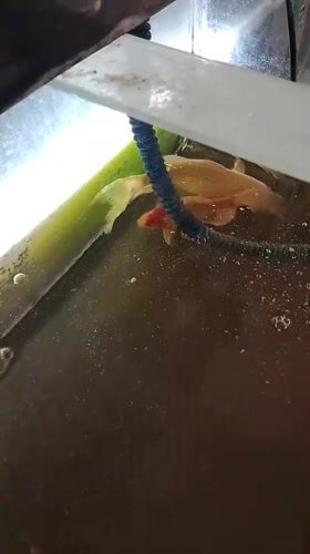 Koi tanks and clinic scenes at a local Indonesian facility