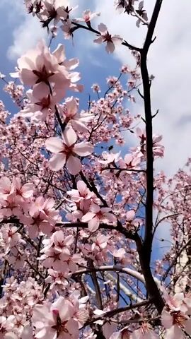 The camera looks upward through the branches of a tree filled with blooming, pink flowers against a backdrop of a partly cloudy, blue sky. The tree branches are dark and bare except where they are covered in blossoms. The flowers are a light pink or white with pink tinges. The sky is bright blue with scattered white clouds. The camera is held steady and focuses on the flowers and the sky.