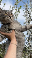 Leashed Cat Socializes with Dogs in Russian Yard