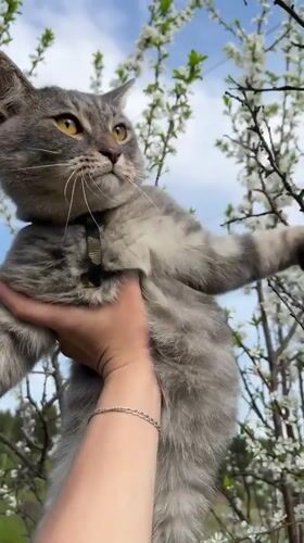 Leashed Cat Socializes with Dogs in Russian Yard