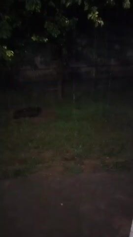 The video captures a dark, nighttime scene with rain falling. In the foreground, a wet pavement is visible. Further back, a patch of grass is illuminated by ambient light, with some puddles and a dark object, possibly a drain cover. A tree with green leaves stands in the middle ground, and beyond that, a wall and more trees are visible. Raindrops are clearly discernible against the dark background, and some appear to be hitting a blue inflatable pool. The camera moves slightly, causing some blur, particularly in the area with the trees and the pool. The overall impression is of a rainy night in an outdoor urban or suburban setting.