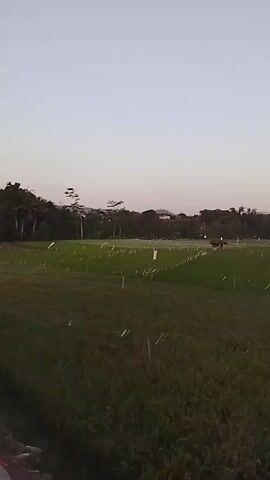 A drone flies over a green field with a clear sky. The field appears to be a rice paddy, with many small white flags planted in rows. In the middle distance, a person on a motorbike is visible. In the background, there is a line of trees and some buildings. The sun is setting, casting a warm glow over the landscape.