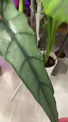 The video shows a collection of houseplants under artificial lights. The plants are in white pots and are arranged on a white floor. The plants have large, green leaves with distinct veining. The lights are mounted on a white frame that extends above the plants. The plants appear healthy and well-cared for.