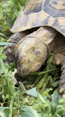 Tortoise spotted grazing on vegetation in Gaza