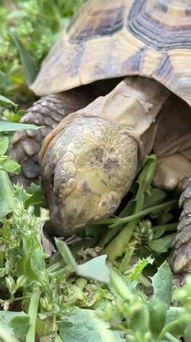 Tortoise spotted grazing on vegetation in Gaza
