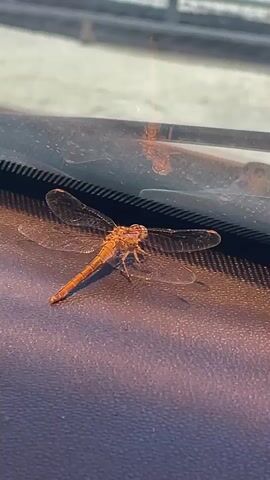 A close-up, downward-angled shot shows a light brown dragonfly resting on a dark surface. The dragonfly is positioned facing left, with its wings spread wide. The wings are transparent with delicate veining. The background is blurred but appears to be an outdoor environment with a horizontal structure in the upper portion of the frame, possibly a railing or fence. There is a reflection of the dragonfly visible on a transparent surface above it. The lighting suggests it is daytime, with warm, golden light illuminating the scene.