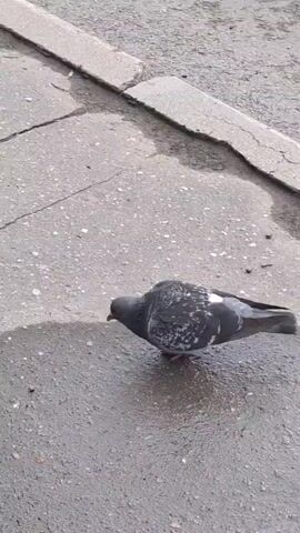 A pigeon walks on a wet, cracked asphalt surface. The pigeon is dark gray with white speckles on its wings and a white patch on its left wing. It has red feet and a red ring around its eyes. The pigeon pecks at the ground for a moment before continuing to walk. The video is filmed from a high angle.