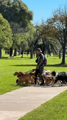 Dog walker manages large pack in Buenos Aires park