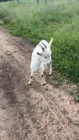 A white goat with small horns walks along a dirt path next to a field of tall green grass. A yellow pole with a pink stripe is visible on the right side of the frame. In the background, there is a blue building with a grey roof and trees. The goat moves from left to right across the frame.