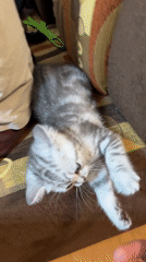 Grey tabby kitten at home in Lovech, Bulgaria