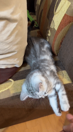 Grey tabby kitten at home in Lovech, Bulgaria