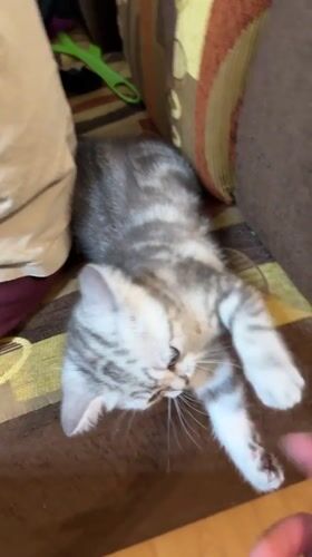 Grey tabby kitten at home in Lovech, Bulgaria