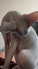 Sphynx cat grooming and bonding with owner in Moscow
