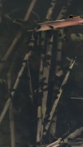 A school of tadpoles swim around reeds in the water.