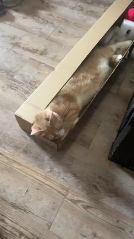 A ginger and white cat is sleeping in a long cardboard box on a wooden floor. The box is oriented diagonally across the frame. The cat is stretched out lengthwise in the box, with its head resting on the edge of the box. There are some white objects and a red ball visible at the far end of the box. The lighting suggests an indoor environment with ambient light.