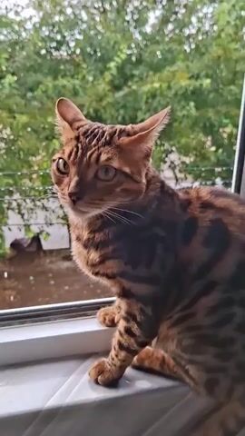 A Bengal cat with brown and black tabby markings sits on a windowsill looking out at a tree-lined outdoor environment. The cat's body is mostly visible from the side and rear, with its head turned to the left. The background shows green foliage and some indistinct elements of an outdoor scene, possibly indicating a rainy or overcast day due to the muted lighting and slight blur. The windowsill is white, and a bit of white fabric or material is visible below it. The video is a short, static shot of the cat observing its surroundings.