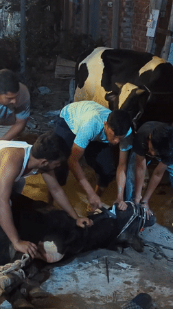 Traditional Wedding Celebration with Dancing, Ceremonies Documented in Savar