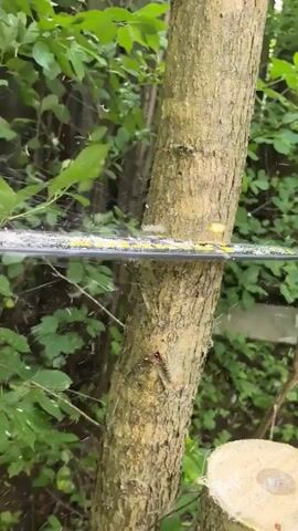 A close-up shot shows a yellow chainsaw being used to cut through a thick tree trunk. Sawdust flies from the point of contact, creating a hazy effect in the air. The tree is rough and textured, with bark clearly visible. In the background, lush green foliage suggests an outdoor setting, possibly a wooded area or garden. The lower right of the frame shows a freshly cut tree stump, indicating that this is part of a larger tree-cutting operation. The lighting appears to be natural daylight, with no artificial lights visible. The overall atmosphere is one of active work and the natural process of wood cutting. There is no visible text in the media file.