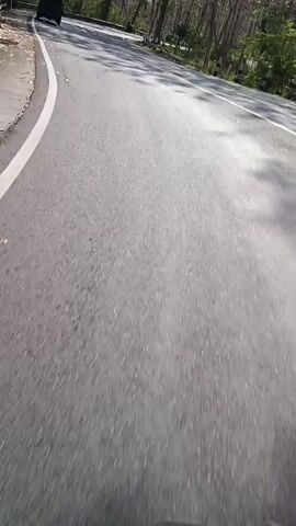 A first-person perspective video shows a paved road winding through a forest with many tall, thin trees. Sunlight filters through the leaves, casting dappled shadows on the road. A dark-colored vehicle, possibly a pickup truck or SUV, is visible in the distance, driving away from the camera. The vehicle appears to be turning a corner on the road. There are white and yellow lines marking the lanes on the road. The camera is in motion, suggesting it is being held by someone walking or riding a bicycle, or is mounted on a moving vehicle. The environment appears to be rural and natural.