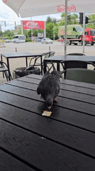 Pigeon feeds at outdoor cafe tables during lunch hour