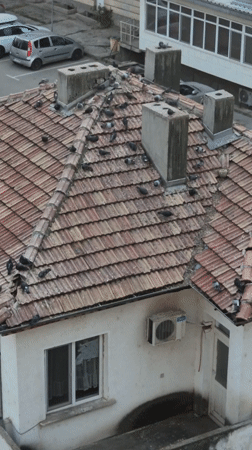 Quiet afternoon moments captured across Pavlikeni rooftops and homes