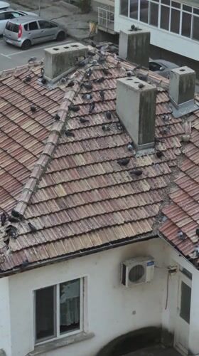Quiet afternoon moments captured across Pavlikeni rooftops and homes