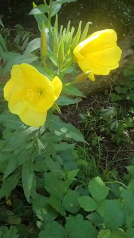 The video shows a close-up, upward-angled view of a bright yellow flower, likely a primrose, in full bloom. The flower has four large petals and a green center with thin yellow stamen. Several unopened flower buds are visible above and to the right of the main bloom. Long, green leaves and stems surround the flower. The background consists of more green foliage, grass, and some out-of-focus vegetation, suggesting an outdoor, natural setting. The lighting is bright, with sunlight illuminating the flower and creating a slight lens flare effect in the upper right corner. The camera movement is minimal, focusing on the flower and its immediate surroundings.