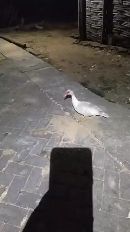A white duck with red caruncles around its eyes and bill stands on a paved walkway at night. The walkway is made of rectangular bricks. The duck is facing left. A shadow of a person holding a phone is visible in the bottom center of the frame. In the background, there is dirt, grass, and a wooden structure. A faint light source is visible to the left of the frame, and another light source is visible in the far background. The overall scene is dimly lit.