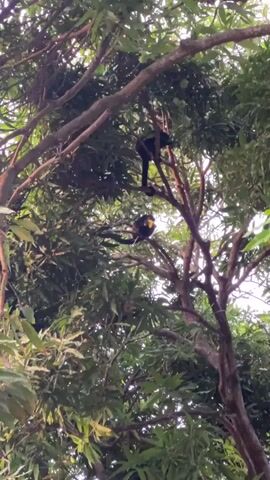 Two monkeys are in a tree. One monkey is higher up, facing away from the camera, with its tail hanging down. The second monkey is below and to the left of the first, facing toward the camera. It is holding a yellow object in its left hand and appears to be eating it. The tree has many leaves and branches. The lighting suggests it is daytime, possibly overcast or late afternoon.