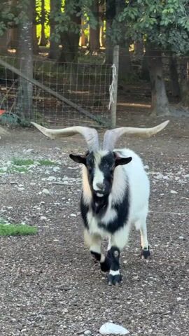 A close-up video shows a goat with large, curved horns walking towards the camera. The goat has black and white markings on its face and body, with black hooves. It is walking on a gravelly surface. In the background, another goat, a reddish-brown color, is visible walking away from the camera. There is a wooden fence and trees in the background.