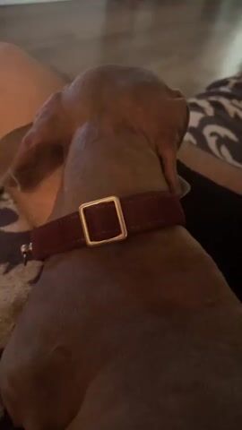 The video opens with a close-up view of the back of a dog's head and neck. The dog has short, gray fur and is wearing a dark red collar with a gold buckle. The collar is adjusted loosely around its neck. The camera then pans down slightly to reveal the dog's face, which is that of a brown dachshund. The dog's large, dark eyes are looking directly at the camera, and its ears are floppy and resting against its head. The background is slightly blurred, but appears to be an indoor setting with wooden flooring visible in the distance. The dog is resting on a patterned surface, possibly a blanket or cushion. The video is brief, lasting only a few seconds.