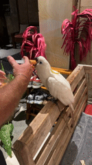 Man hand-feeds white cockatoo with syringe in Ubud