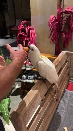 Man hand-feeds white cockatoo with syringe in Ubud