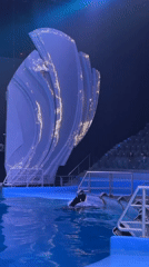 Marine theatrical show with orcas and Disney characters performed in Moscow