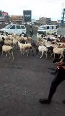 Goat herd crosses urban road in Nairobi with herders