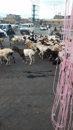 Goat herd crosses urban road in Nairobi with herders
