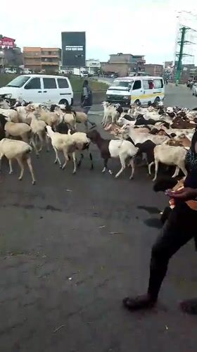 Goat herd crosses urban road in Nairobi with herders