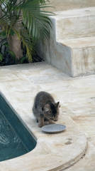 Cat explores poolside patio at tropical Indonesian location