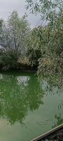 The video shows a calm body of water, likely a pond or lake, reflecting the surrounding trees and the sky. The water has a greenish tint. On the banks of the water, various trees and bushes are visible. The sky appears cloudy, with patches of light suggesting a possible sunset or overcast conditions. The camera pans slowly across the scene, capturing the reflections and the overall serene environment. There are no people or animals visible in the video. The foreground of the video shows a glimpse of the edge of what looks like a small boat or some sort of structure at the water's edge.