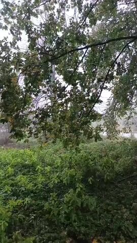The video shows trees with green leaves. The leaves appear to be wet, suggesting rain. The scene is outdoors, with a cloudy or overcast sky. The camera is focused on the branches and leaves of the trees, with a blurry background of more foliage and possibly a body of water. The time stamp indicates the video is a short clip of just a few seconds. There are no people or visible objects other than the natural environment.