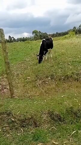 The video shows a black and white cow grazing in a green field under a cloudy sky. A wooden fence post stands near the foreground of the shot. The field appears slightly hilly and is bordered by trees in the background. The cow has its head down, eating grass. The camera is held at a distance, providing a wide view of the scene.