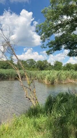 The video showcases a serene natural scene beside a body of water, likely a river or lake, given the presence of reeds and trees lining the banks. The water is a murky green, reflecting the sky and surrounding vegetation, with gentle ripples indicating a light breeze.

Dominating the foreground is a stark, dead tree leaning precariously over the water's edge, its bare branches creating an intriguing silhouette against the blue sky. Tall, lush green reeds form a dense wall along the opposite bank, with a few small clumps of reeds emerging from the water closer to the viewer. Behind the reeds, a line of mature trees adds depth to the landscape.

The sky is a vibrant blue, dotted with fluffy white cumulus clouds, suggesting fair weather and likely midday or early afternoon. The overall mood is peaceful and tranquil, evoking a sense of untouched nature. There are no people or man-made objects visible, emphasizing the wild and natural environment. The location context provided is Karla Marksa, Russia. No text is visible in the video.