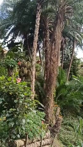 The camera slowly pans across a lush, tropical garden. The garden features palm trees, green foliage, flowering bushes with pink and orange blossoms, and a green metal handrail. In the distance, a wooden structure with a fence can be seen. The environment is vibrant and green, suggesting a well-maintained garden. The sky is visible through the trees.