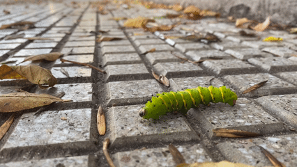 Striped caterpillar spotted on brick surface in Buenos Aires