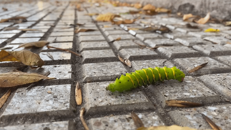 Striped caterpillar spotted on brick surface in Buenos Aires