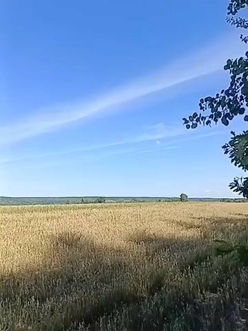 The video shows a vast field of golden wheat under a bright blue sky with wispy white clouds. The camera pans slowly across the landscape, revealing a distant tree line and a small cluster of buildings on the horizon. The sun casts long shadows across the field, indicating that it is either early morning or late afternoon. The overall impression is one of peace and tranquility, with the golden wheat swaying gently in the breeze.